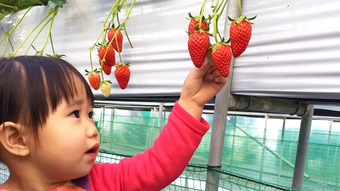 【いちご狩り】大きな苺が食べ放題★提携農園で楽しむイチゴ狩り付プラン！宿から無料送迎可